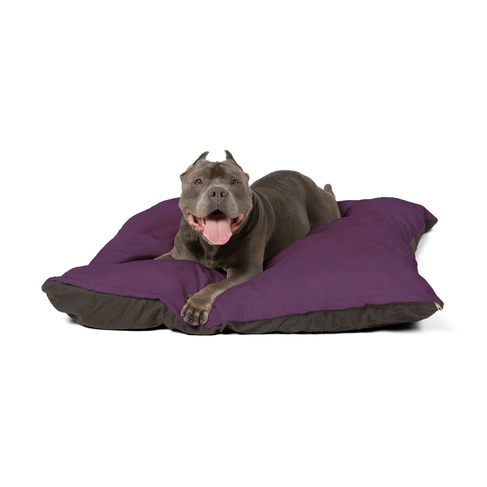 Buy The Best By Artsulli x Color Printify - Pet Bed - 2026